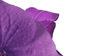 flower image