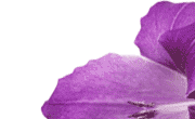 flower image