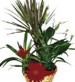 Arrangement of Plants